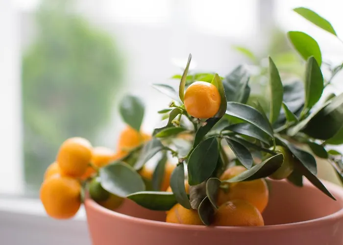 Apartment Altstadt *